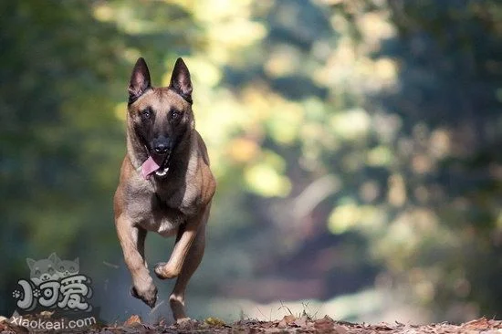 馬里努阿犬感冒怎么辦 馬里努阿犬感冒護理方法1