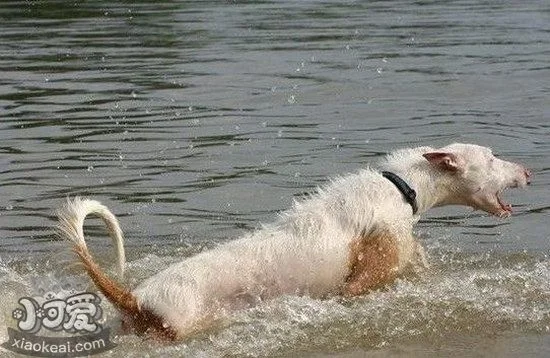 伊比贊獵犬怎么訓練 伊比贊獵犬訓練技巧1