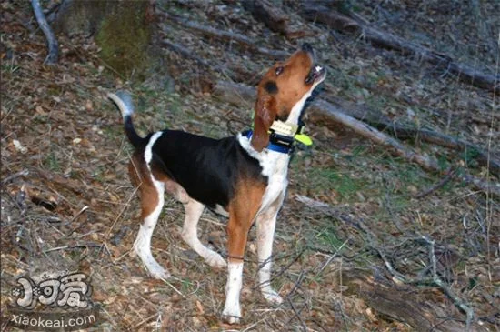 樹叢浣熊獵犬幼犬驅蟲要注意什么