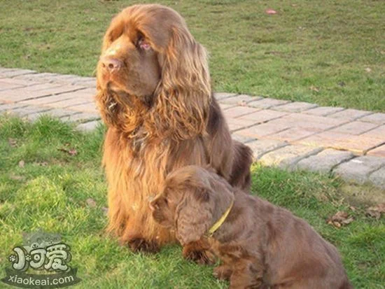 蘇塞克斯獵犬皮膚瘙癢怎么回事 皮膚瘙癢解決辦法