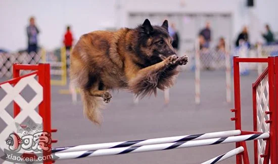 比利時特伏丹犬食物中毒怎么治療 食物中毒治療方法