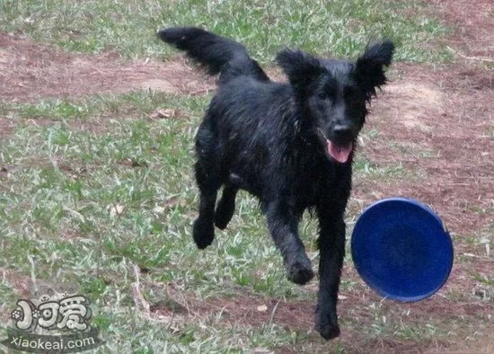 平毛尋回獵犬毛發怎么打理 平毛尋回犬毛發護理方法1