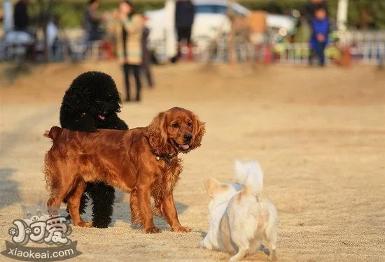 田野小獵犬耳朵怎么清潔 田野小獵犬耳朵護理方法1