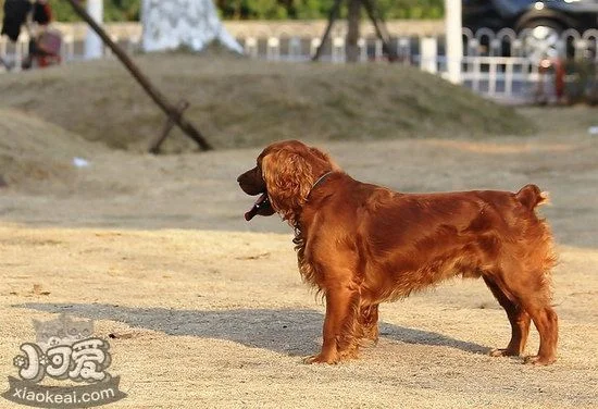 田野小獵犬長虱子了怎么辦 田野小獵犬除虱小技巧1