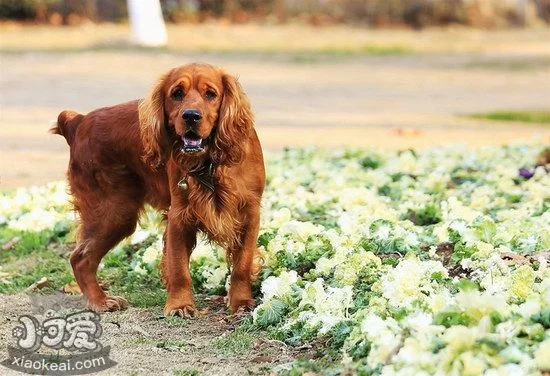 田野小獵犬嘔吐怎么辦 田野小獵犬嘔吐治療方法1