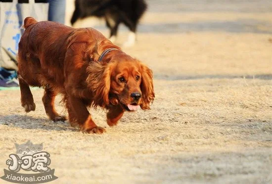 田野小獵犬壞習(xí)慣怎么糾正 田野小獵犬壞習(xí)慣糾正技巧1