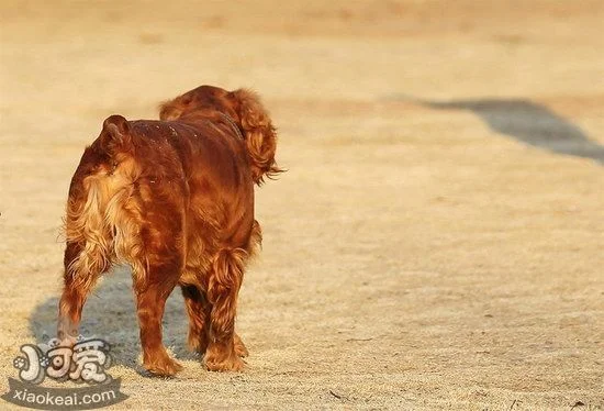 怎么訓練田野小獵犬站立 田野小獵犬站立訓練心得1