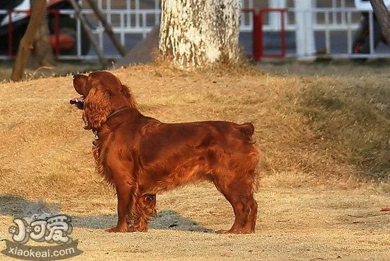 田野小獵犬趴下怎么訓練 田野小獵犬躺下訓練教程1