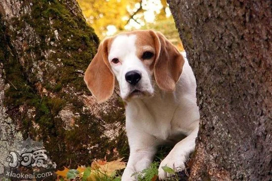 樹叢浣熊獵犬怎么養 樹叢浣熊獵犬飼養要點