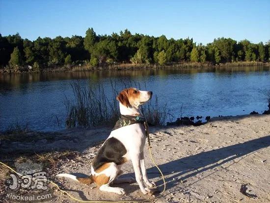 樹叢浣熊獵犬怎么洗澡 樹叢浣熊獵犬洗澡教程