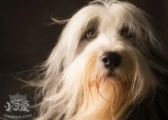 伯瑞犬怎么飼養 布雷獵犬飼養管理方法1