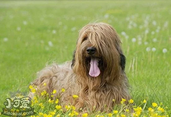 伯瑞犬吃什么狗糧好 布雷獵犬狗糧選擇技巧 1