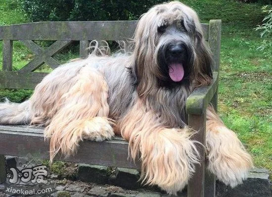 布雷獵犬耳朵怎么清潔 伯瑞犬耳朵護理方法1