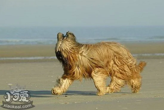 布雷獵犬壞習(xí)慣怎么糾正 伯瑞犬壞習(xí)慣糾正技巧1