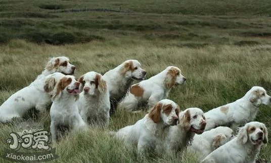 如何訓練西班牙小獵犬站立 西班牙小獵犬站立訓練