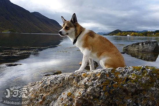 挪威倫德獵犬怎么養 挪威倫德獵犬飼養心得1