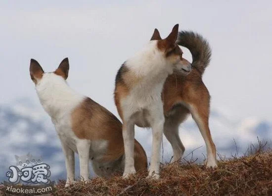 挪威倫德獵犬耳朵怎么清潔 挪威倫德獵犬耳朵護理方法1