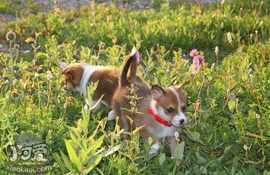 挪威倫德獵犬怎么驅(qū)蟲(chóng) 挪威倫德獵犬驅(qū)蟲(chóng)方法1