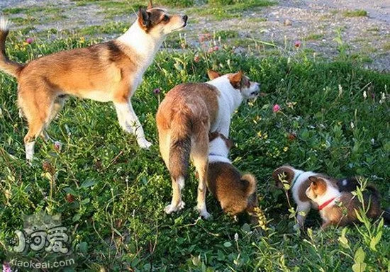 怎么訓練挪威倫德獵犬大小便 挪威倫德獵犬定點上廁所訓練1