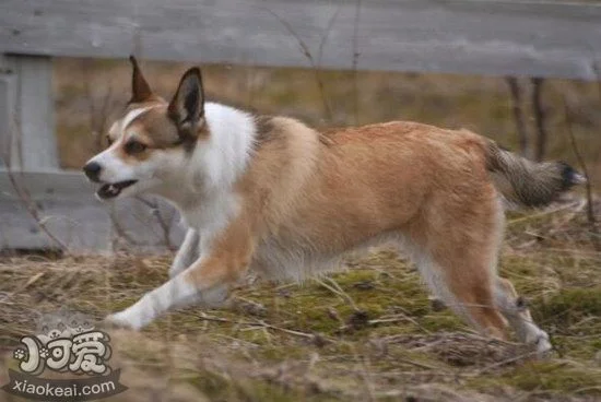 挪威倫德獵犬怎么訓練 挪威倫德獵犬訓練心得1