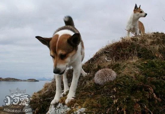 挪威倫德獵犬臥倒怎么訓練 挪威倫德獵犬趴下訓練教程1