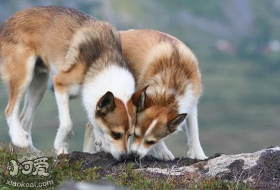 挪威倫德獵犬拉稀怎么辦 挪威倫德獵犬拉肚子解決方法1