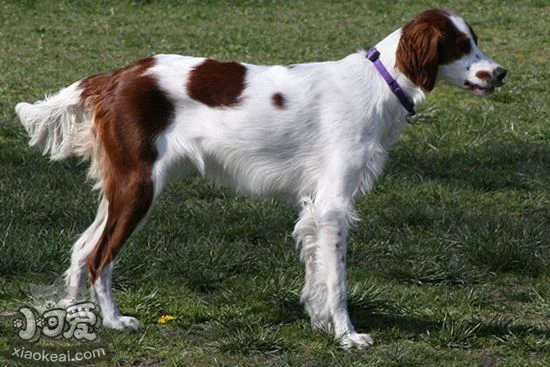 怎么養西班牙小獵犬 西班牙小獵犬喂食注意事項