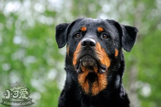 羅威納犬厭食怎么辦 羅威納犬厭食解決辦法