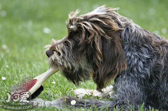 剛毛指示格里芬犬何時(shí)絕育好 剛毛指示格里芬犬絕育優(yōu)缺點(diǎn)