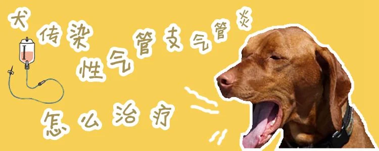 犬傳染性氣管支氣管炎怎么預(yù)防治療1