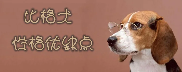 比格犬性格優(yōu)缺點(diǎn)有哪些 比格犬優(yōu)點(diǎn)缺點(diǎn)介紹