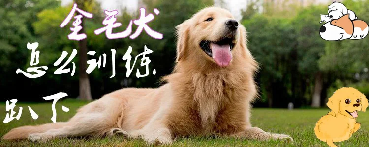 金毛犬怎么訓練趴下