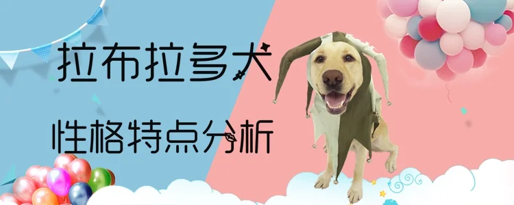 拉布拉多犬性格怎么樣