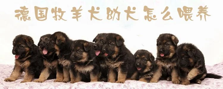 ?德國牧羊犬幼犬怎么喂養