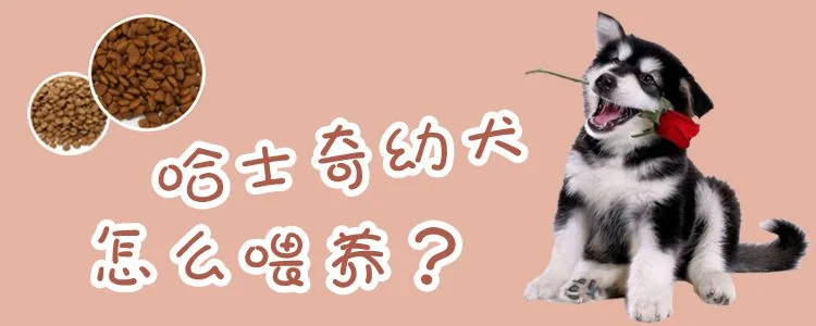 哈士奇幼犬怎么喂養(yǎng)