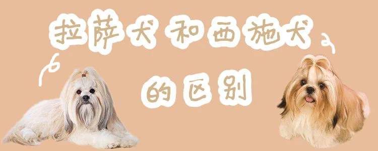 拉薩犬和西施犬的區別