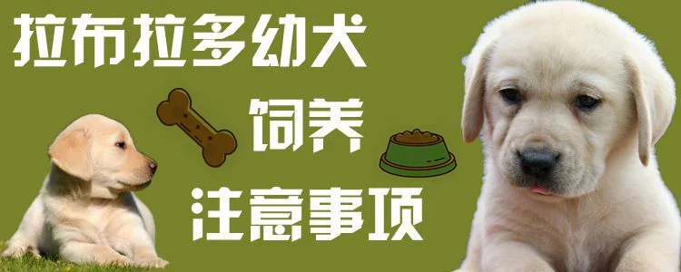 拉布拉多幼犬飼養注意事項