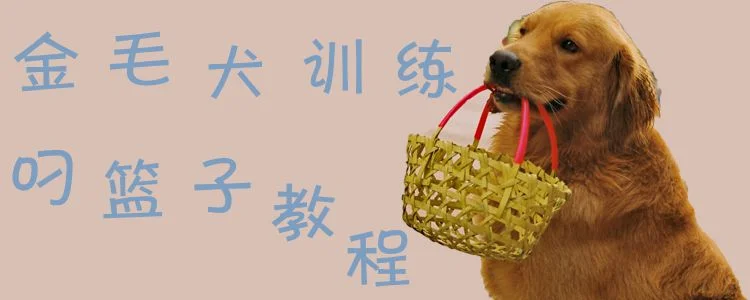 金毛犬訓練叼籃子教程1