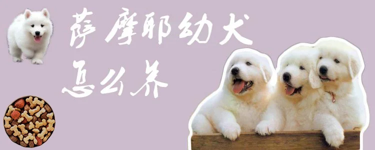 薩摩耶幼犬怎么養