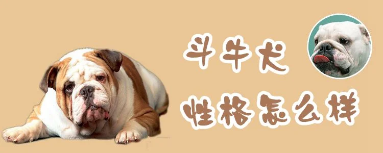 斗牛犬性格怎么樣