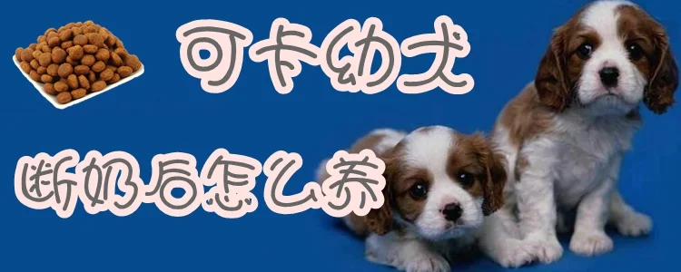 可卡幼犬斷奶后怎么養