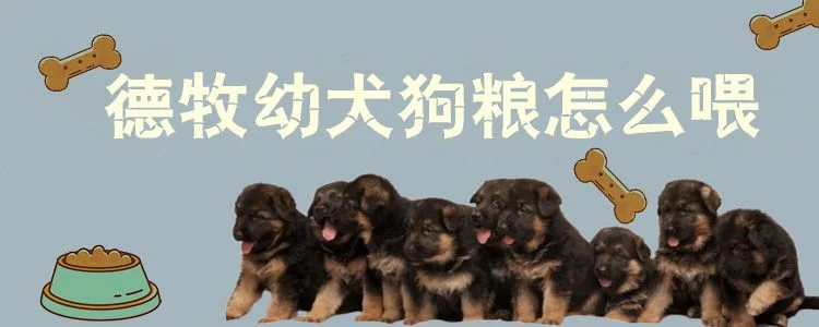 德牧幼犬狗糧怎么喂