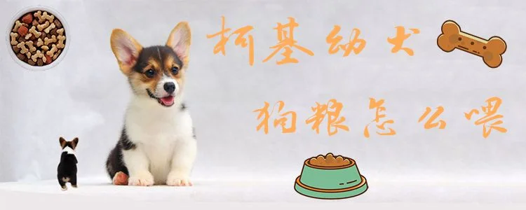 柯基幼犬狗糧怎么喂