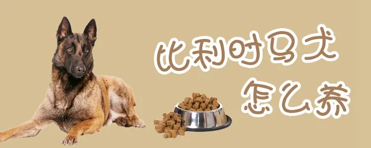 比利時馬犬怎么養(yǎng)