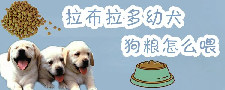 拉布拉多幼犬狗糧怎么喂