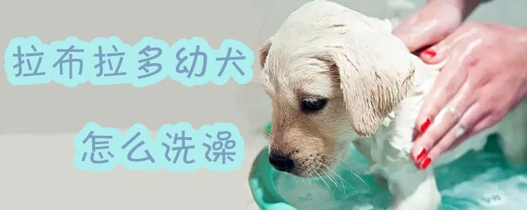 拉布拉多幼犬怎么洗澡