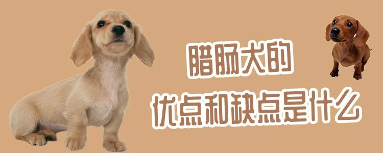 臘腸犬的優點和缺點是什么