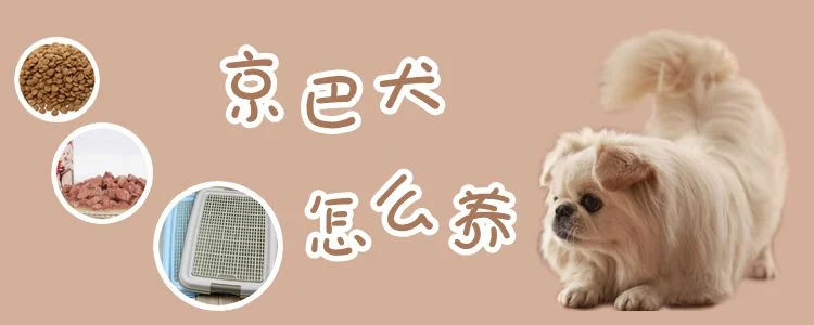 京巴犬怎么養