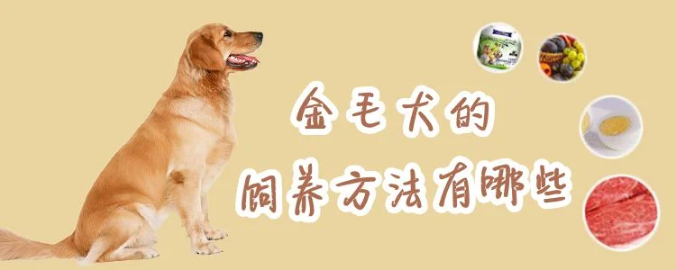 金毛犬的飼養方法有哪些