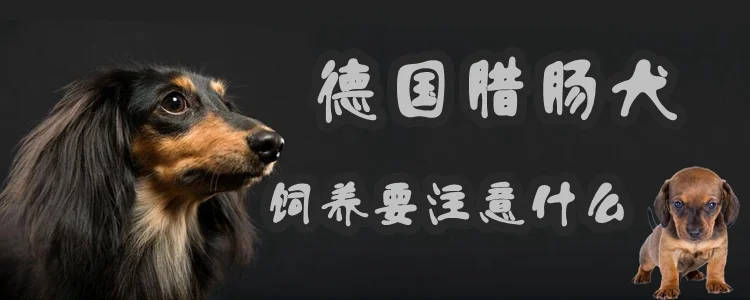 德國臘腸犬飼養(yǎng)要注意什么